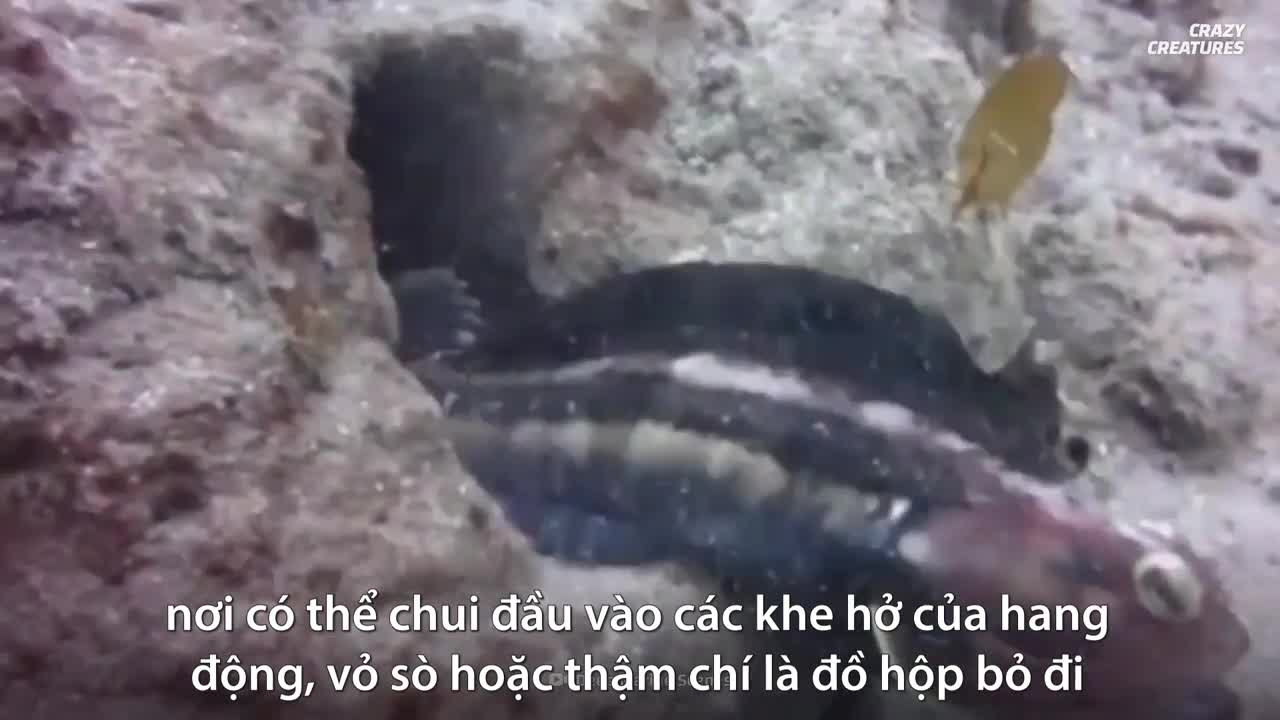 Loài cá trông như hôn nhau lúc giao chiến