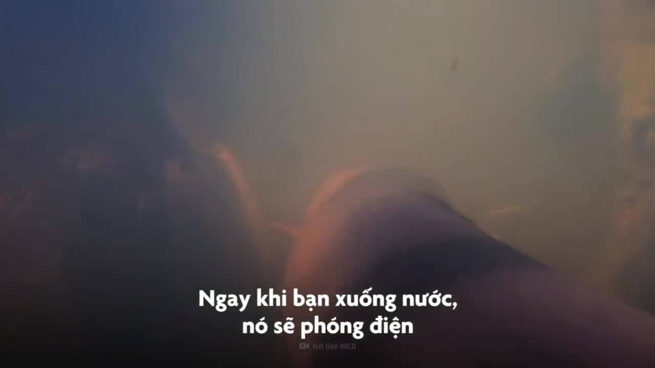 Chuyện gì xảy ra nếu bạn ngã vào một bể lươn điện
