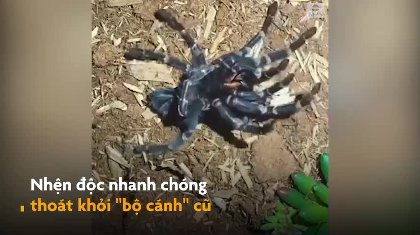 Cảnh nhện độc lột xác tự bước ra khỏi vỏ