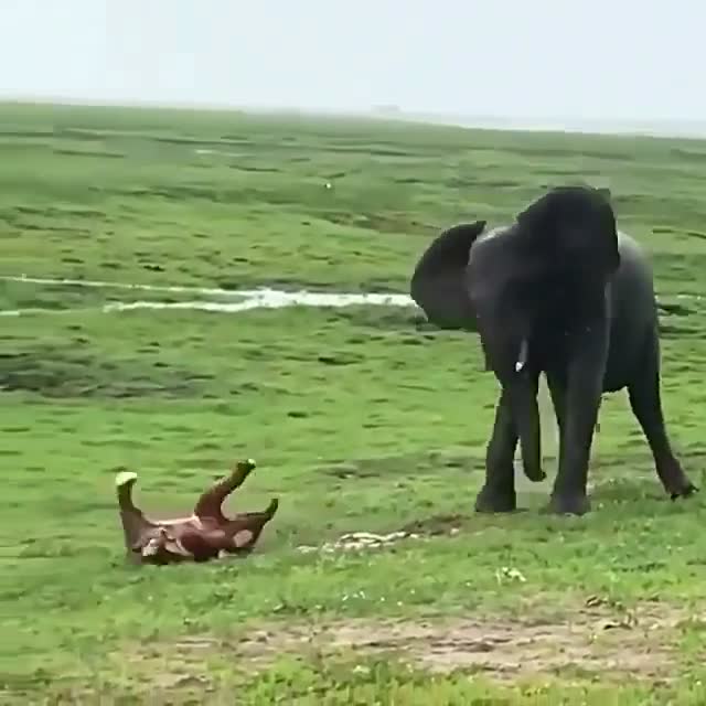 Voi mẹ sinh con