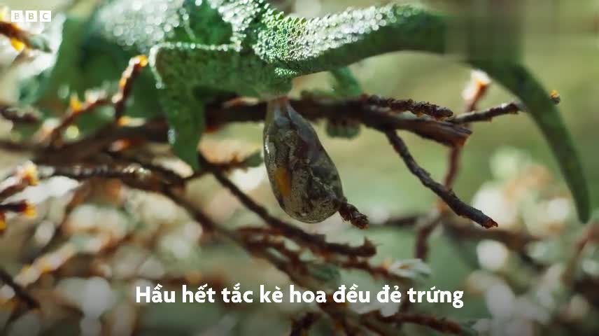 Tắc kè hoa sinh con