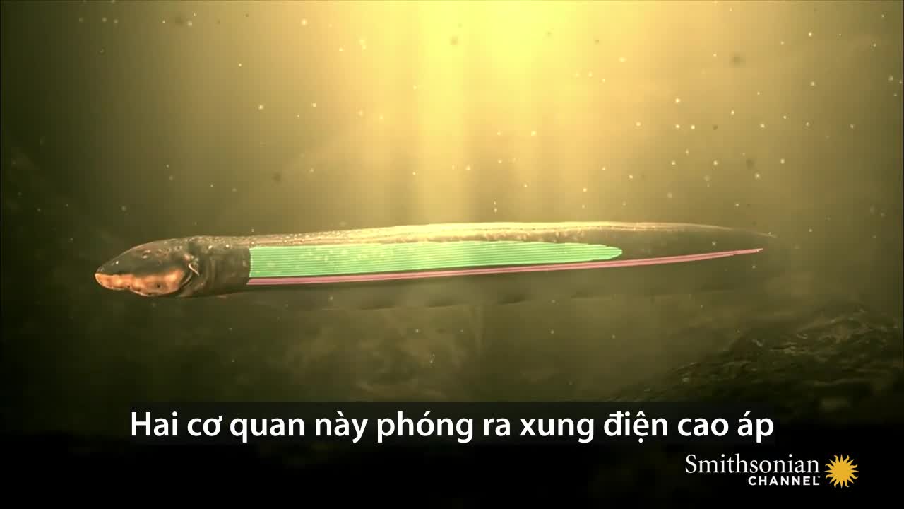 Hung thần phóng điện khiến cá sấu khiếp sợ trên sông Amazon