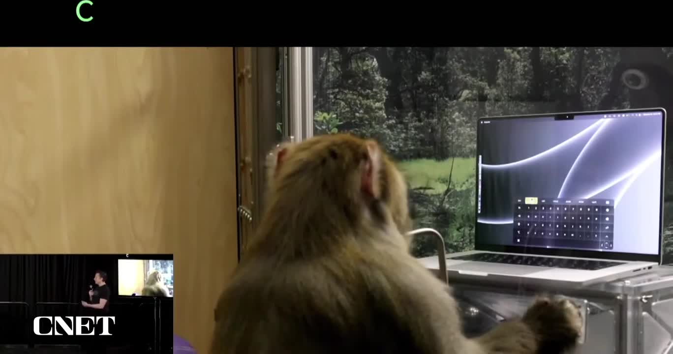 Video khỉ được cấy chip Neuralink có thể nhập văn bản