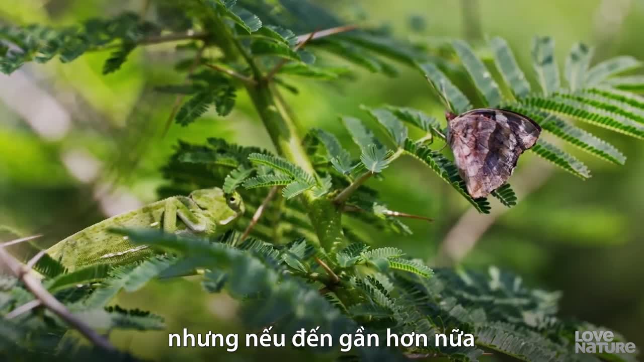 Vũ khí bắt mồi nhanh hơn tàu vũ trụ của tắc kè hoa