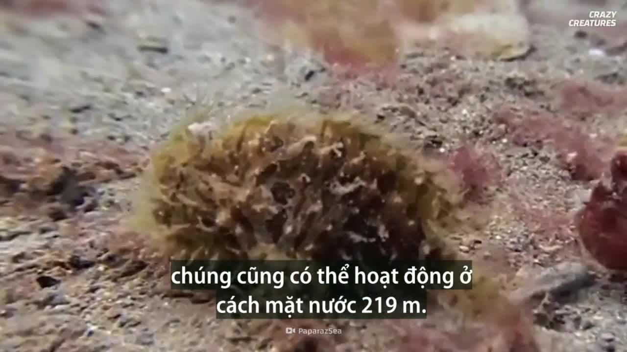 Loài vật đớp mồi nhanh nhất thế giới