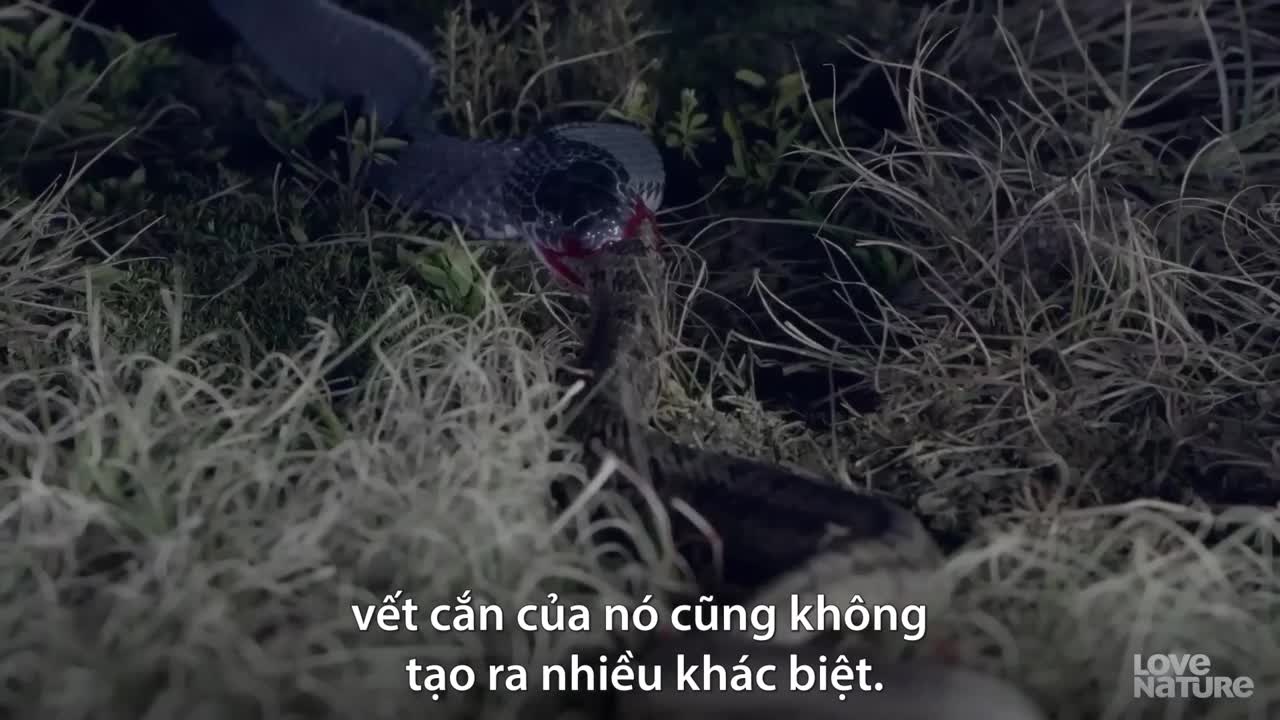 Loài rắn chuyên ăn thịt rắn kịch độc