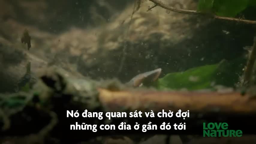 Cua bỏ mạng khi tấn công đỉa hổ