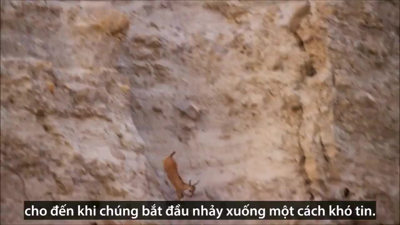 Dê núi lao xuống vách đá dựng đứng trốn thoát cáo