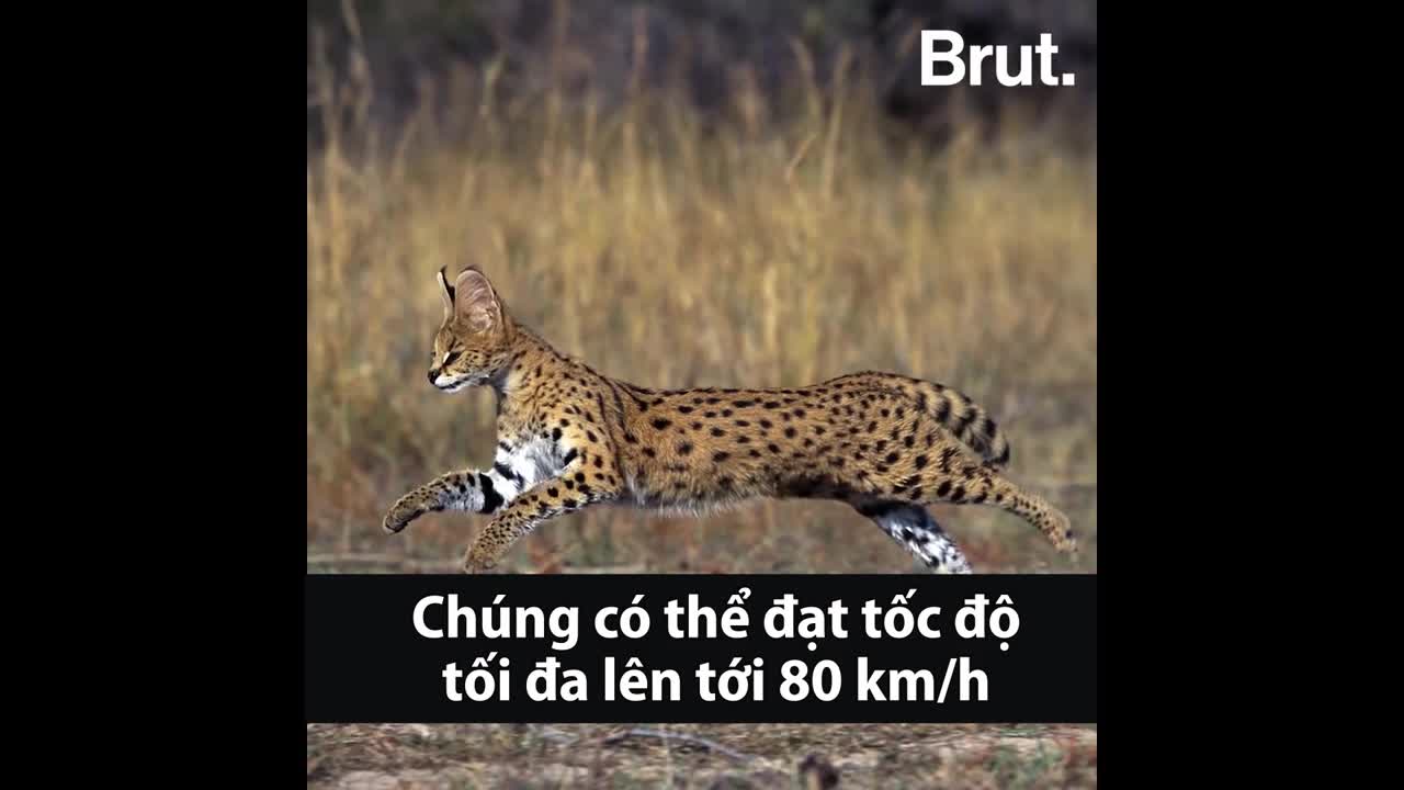 Loài mèo chạy nhanh chỉ sau báo cheetah
