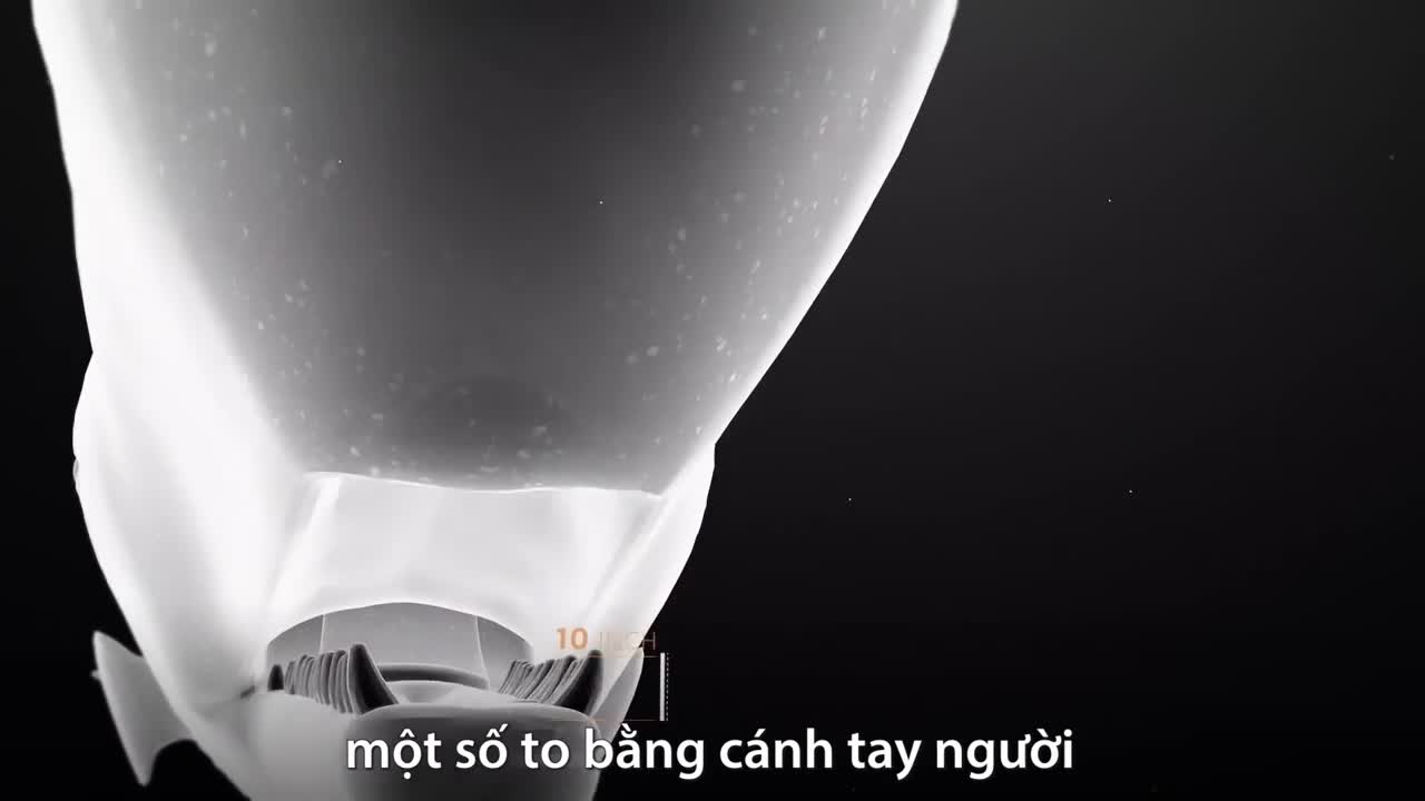 Cá nhà táng săn mực khổng lồ như thế nào