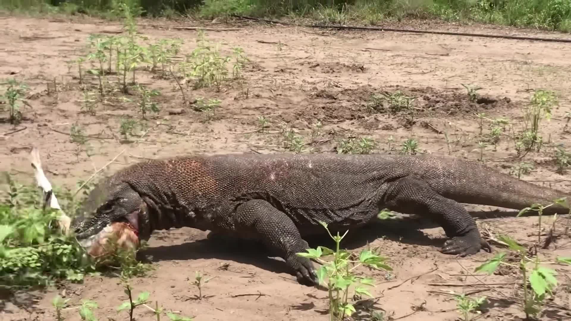 Rồng Komodo nuốt sống dê non trong tích tắc