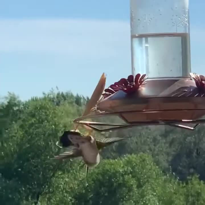 Praying Mantis eats Hummingbird