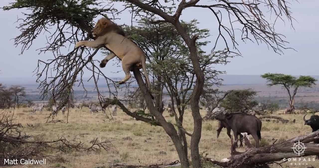 Lion Chased Up Tree by Buffalo Herd Fights Back