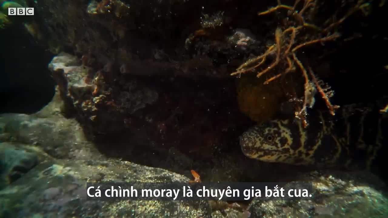 Cua biển chạy trốn cá chình và bạch tuộc