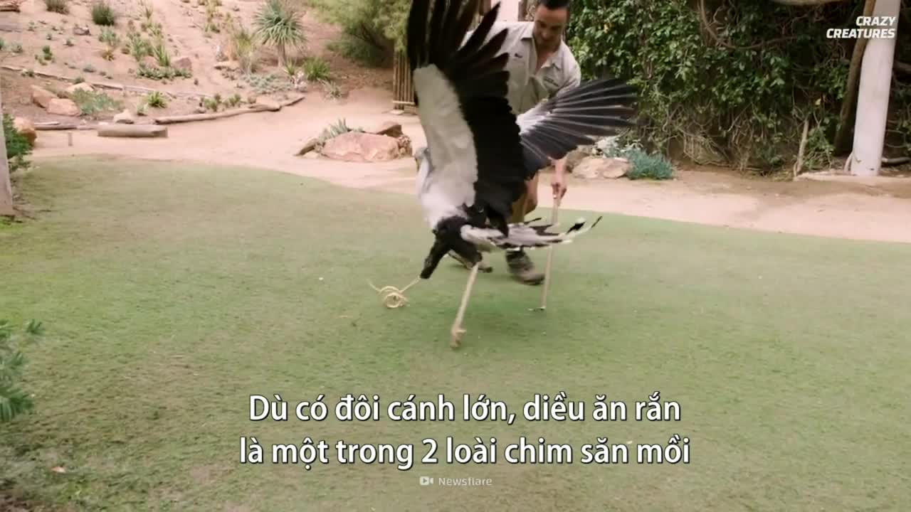 Loài chim giẫm chết rắn độc để ăn thịt