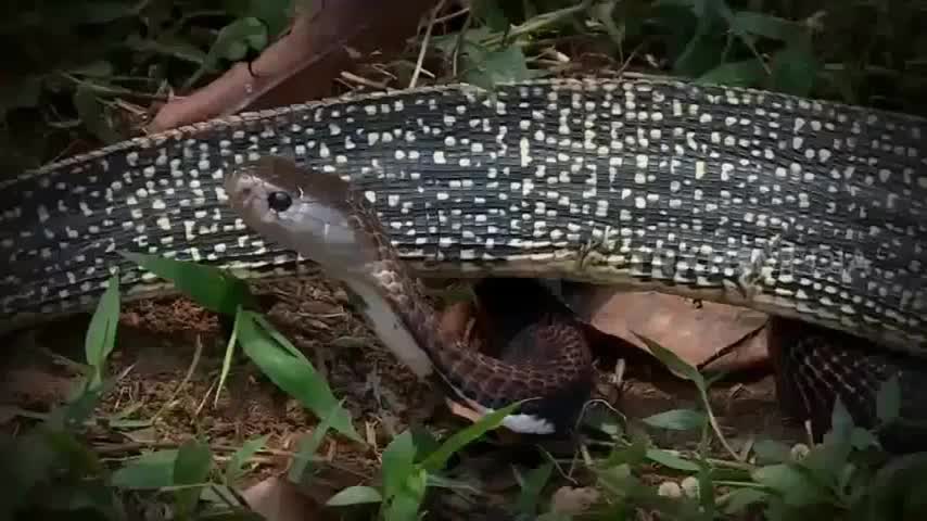 Hổ mang chúa tấn công kỳ đà nào ngờ bị đối thủ tung cú phản đòn trời giáng