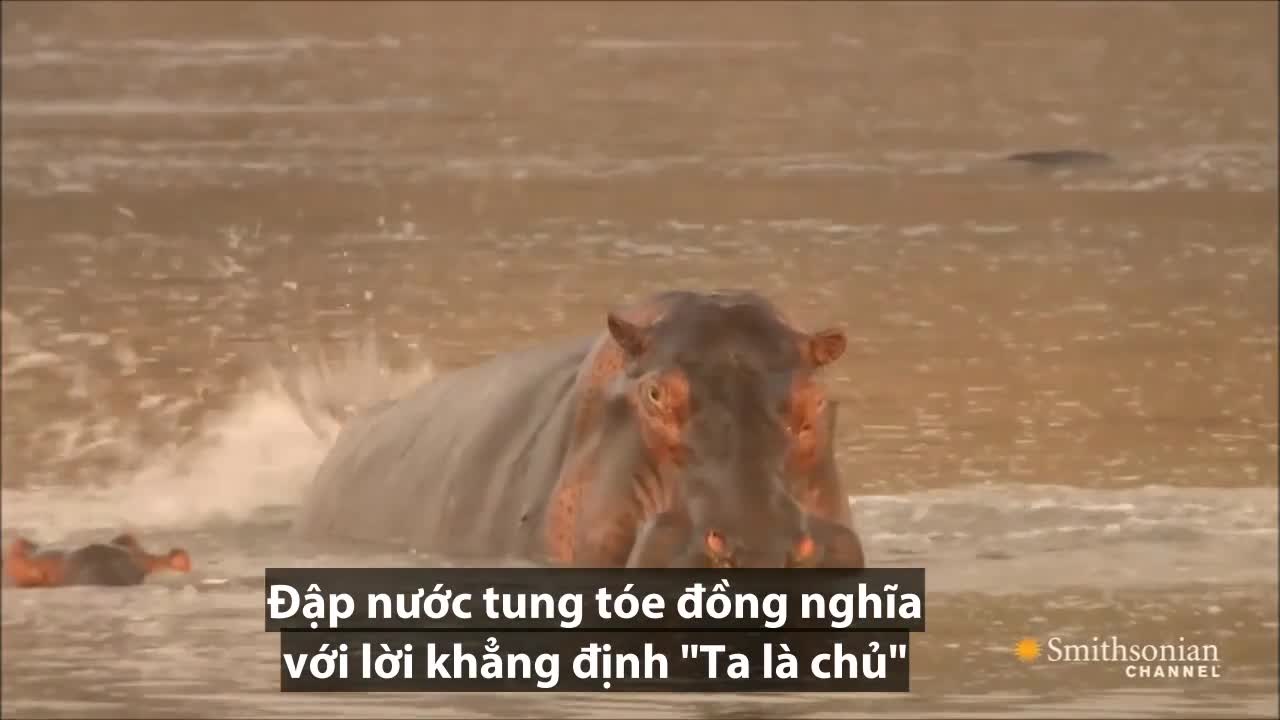 Hà mã kịch chiến dưới sông để giành quyền thống trị