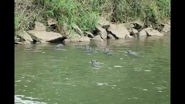 Đàn rái cá lên bờ xem kỳ đà đánh nhau