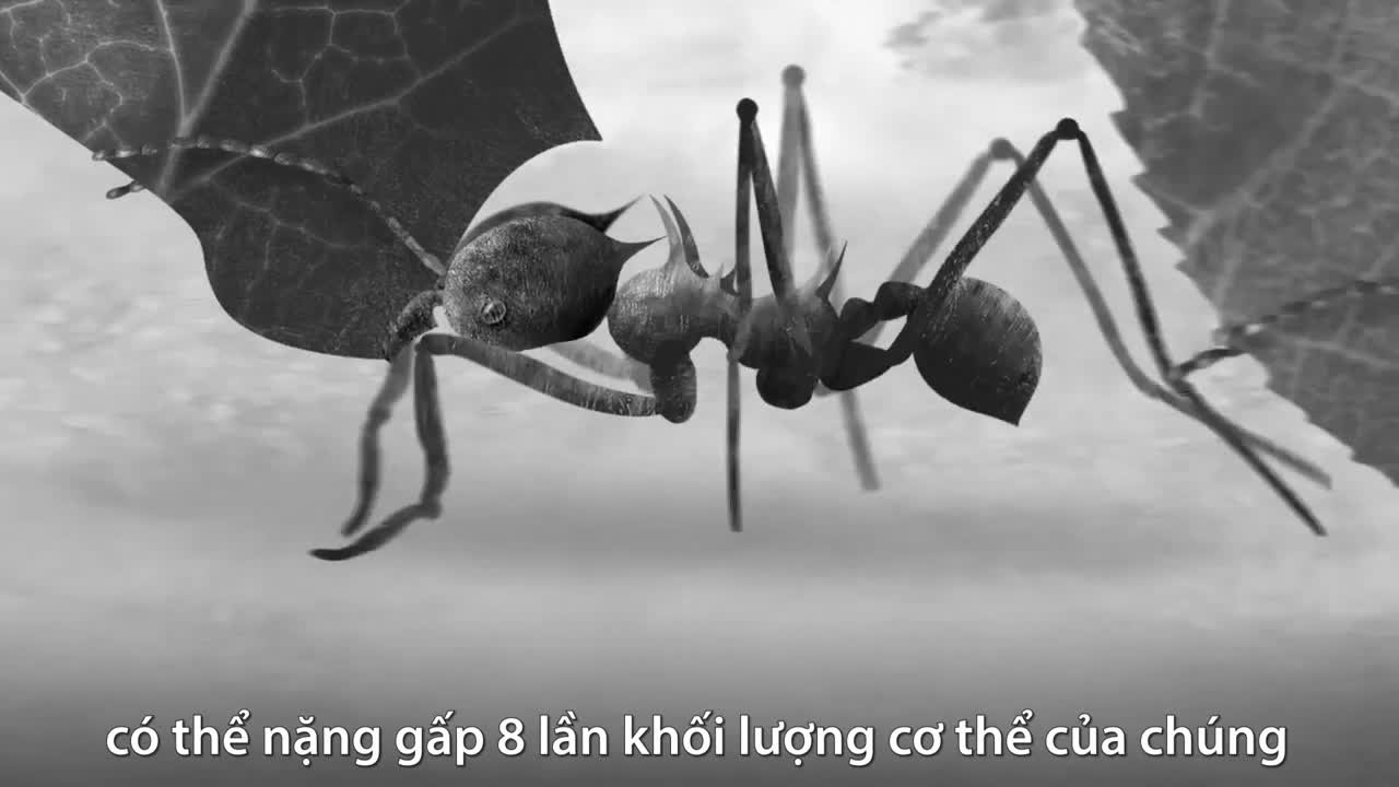 Vương quốc dưới lòng đất của kiến cắt lá
