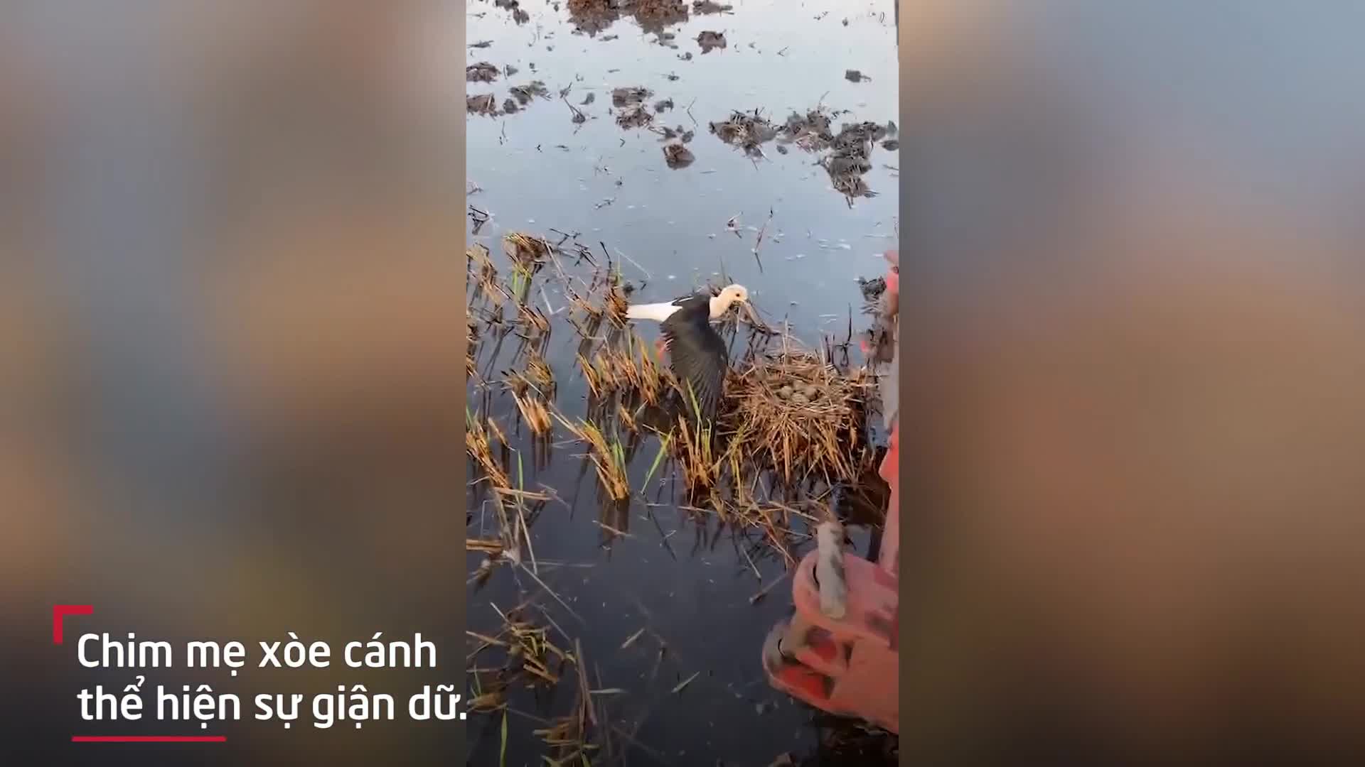 Chim mẹ chặn đứng máy cày bảo vệ những quả trứng