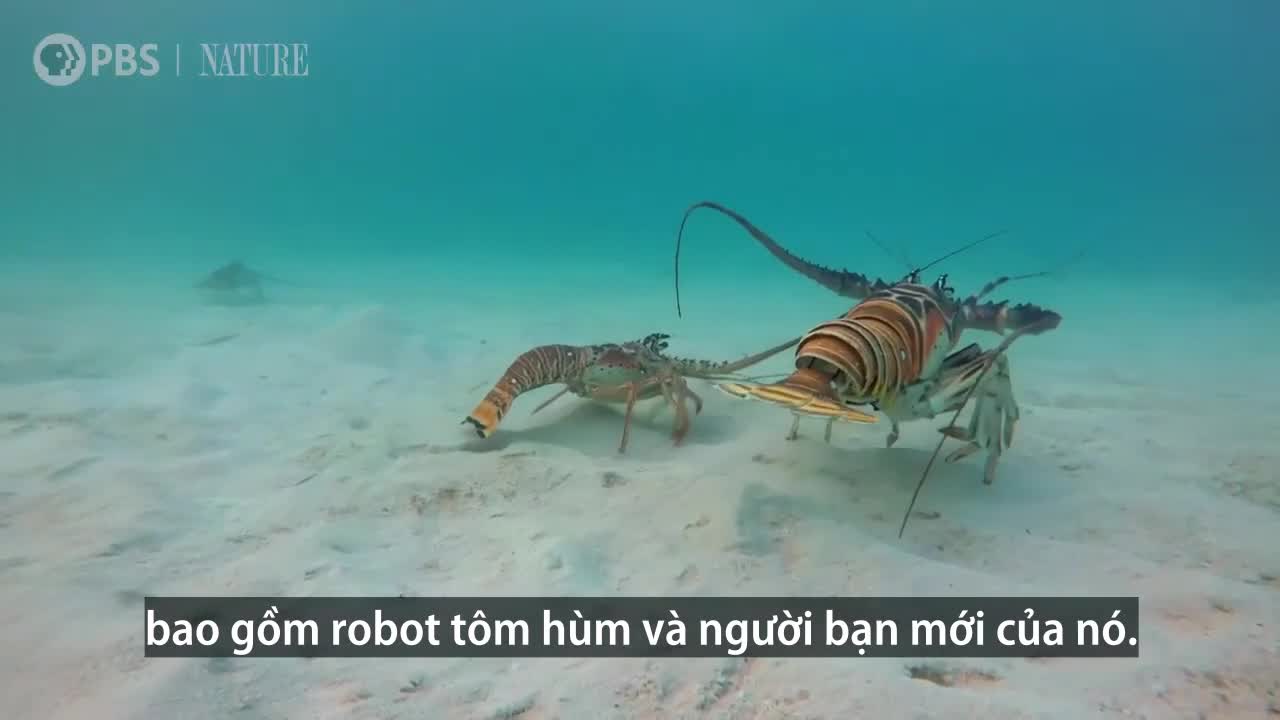Tôm hùm nối đuôi nhau bò dưới đáy biển