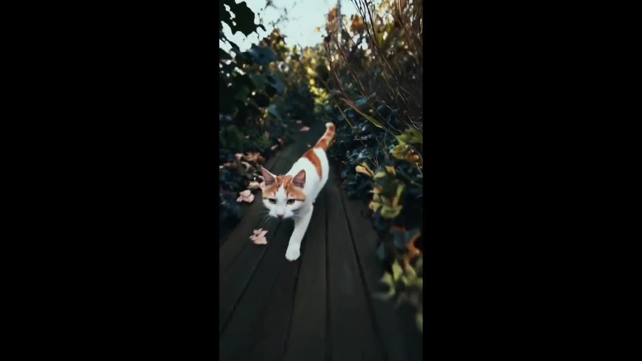 Loạt video mới công bố của Sora AI