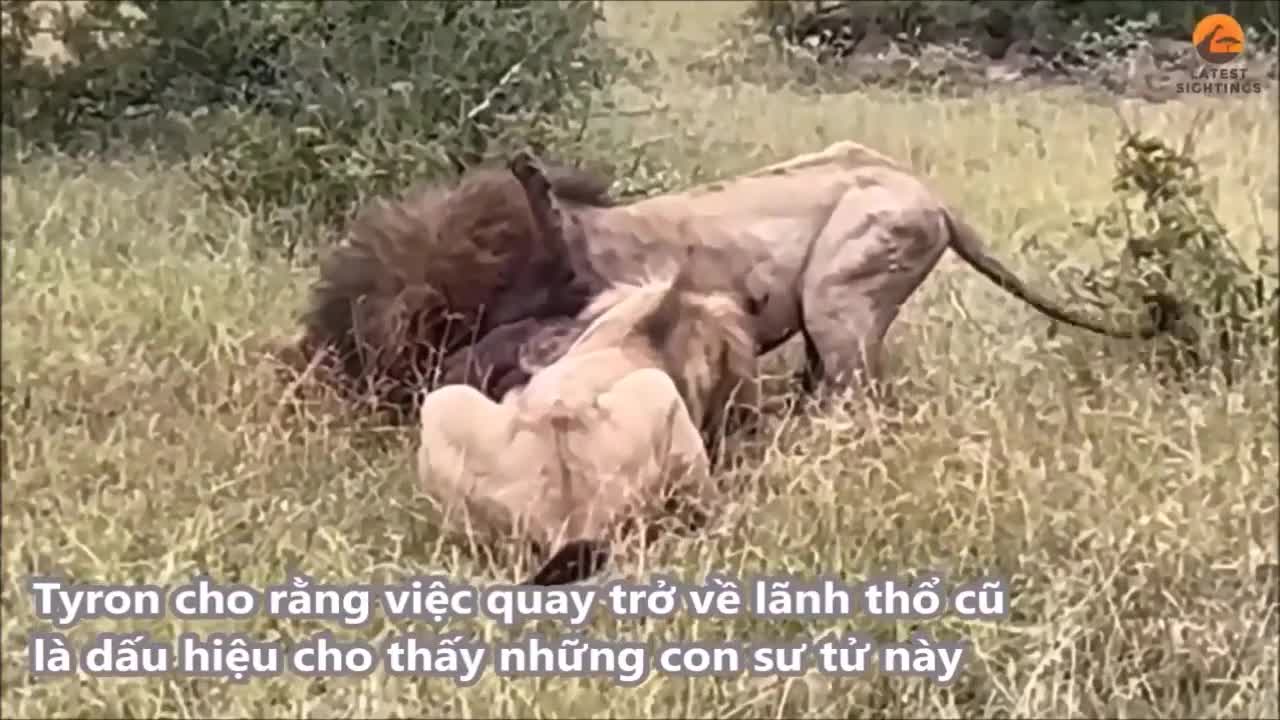 Hình ảnh bi thảm cuối đời của 'vua sư tử' khi bị kẻ thù truy sát
