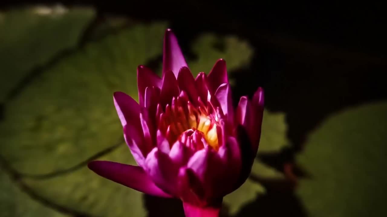 Một số video ngắn được tạo từ Veo