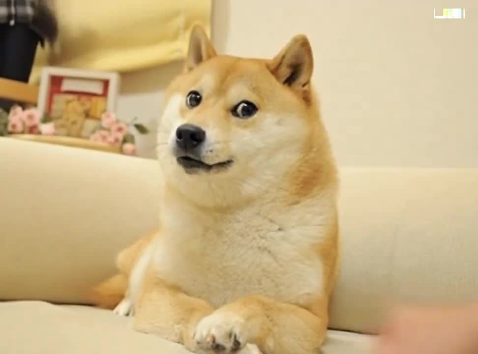 Doge