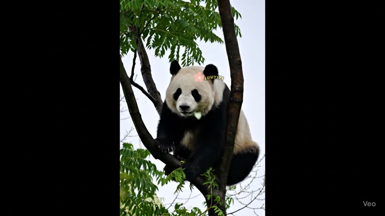Tạo Video Gấu Trúc Chuyển Động
