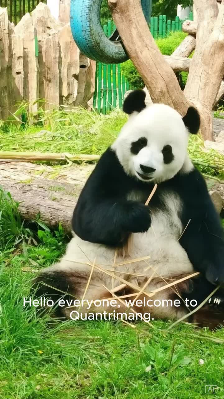 Video ai tạo trên Pippit